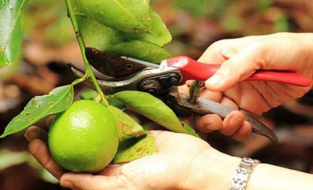 Ordubad limonunun bir ədədi 5-15 manata satılır