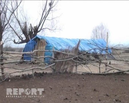 Yevlaxda canavarlar 120 baş qoyunu parçalayıb
