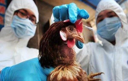 Yaponiyada “quş qripi” qeydə alınıb