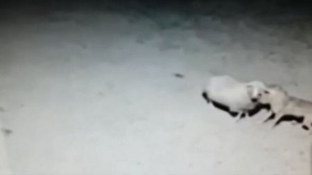 Qoyunlara hücum edən canavar gizli kameraya düşdü
