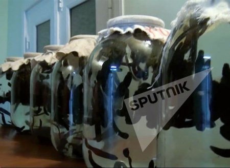 Qanımızı halal etdiyimiz yeganə qaniçən