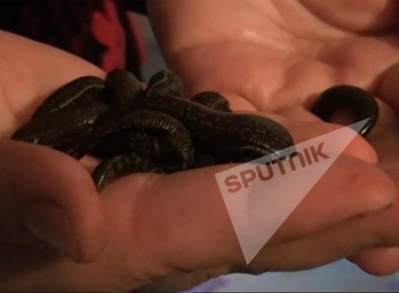 Qanımızı halal etdiyimiz yeganə qaniçən