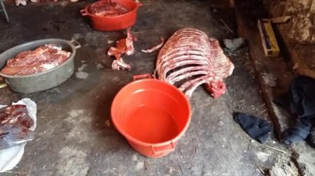 Cəlilabadda at kəsimi ilə məşğul olan şəxs qanunsuz əməlini yenidən davam etdirib