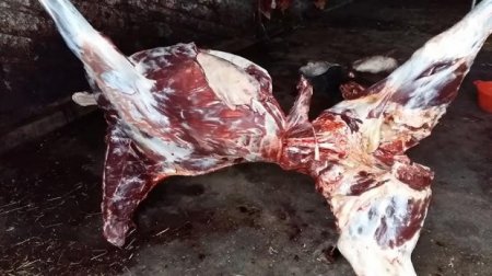 Cəlilabadda at kəsimi ilə məşğul olan şəxs qanunsuz əməlini yenidən davam etdirib