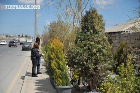Oliqarxlar “kasıblayıb”, Bakıda bahalı ağacları alan yoxdur…