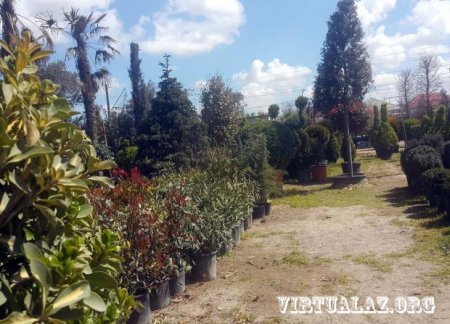 Oliqarxlar “kasıblayıb”, Bakıda bahalı ağacları alan yoxdur…