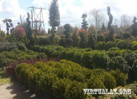 Oliqarxlar “kasıblayıb”, Bakıda bahalı ağacları alan yoxdur…