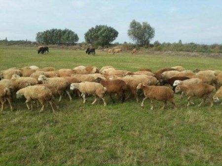 Azərbaycanda ətin bahalaşmasının səbəbi rəsmən açıqlandı: 13 min mal-qara, 42.5 min qoyun...