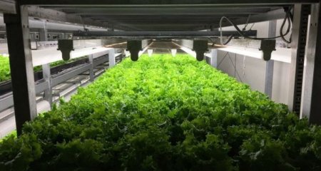 Yaponiyada ilk robotlaşdırılmış ferma açılacaq