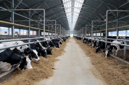 İnəklər və milyonlar: Braziliya inəkləri Azərbayana necə “gəlib çıxdı”…