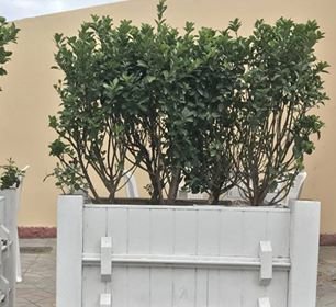Bakıda şəhid bulağı söküldü