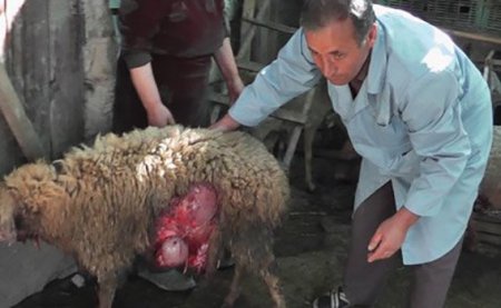 Canavarlar və kəndlilər: kimin hüquqları daha çox qorunur...