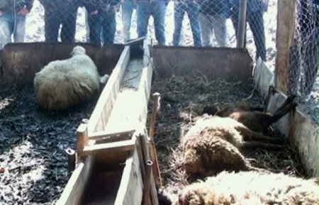 Canavarlar və kəndlilər: kimin hüquqları daha çox qorunur...