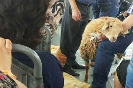Bakıda sərnişin avtobusa qoyunla mindi