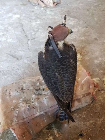 Vəhşi quşları qanunsuz saxlayan şəxs 500 manat cərimələnib