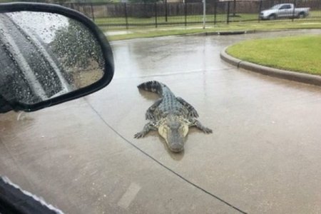 Texasda güclü qasırğanın fəsadları