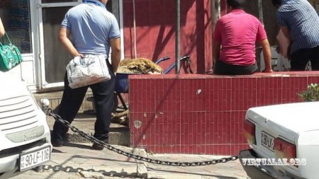 Bakının mərkəzində uşaqların gözü qarşısında baş kəsənlər kimdir?