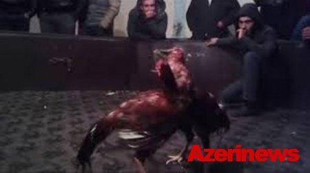 İcra başçısı oğlunun xoruz döyüşü: Yevlaxda qurulan inanılmaz imperiya
