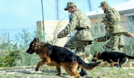 “Yaxın zamanda itlərə erməni dili öyrədiləcək”