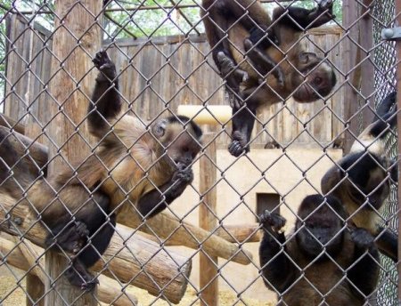 Bakı zooparkındakı meymun qəfəsində kombi quraşdırıldı