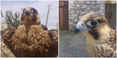 Bakıda bu quş 5 min manata satılır