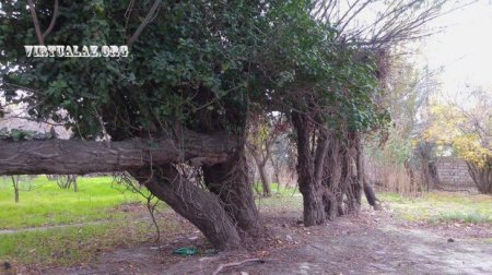 Bakıxanovda ağacları qırıb yerində bina tikən “lap böyük” adamlar kimdir...