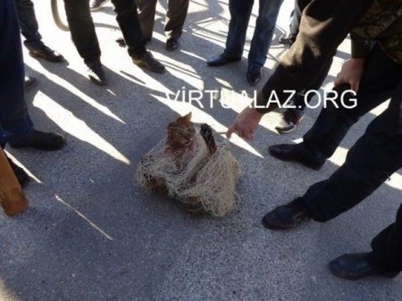 Salyanın mərkəzində vaşaq tutuldu