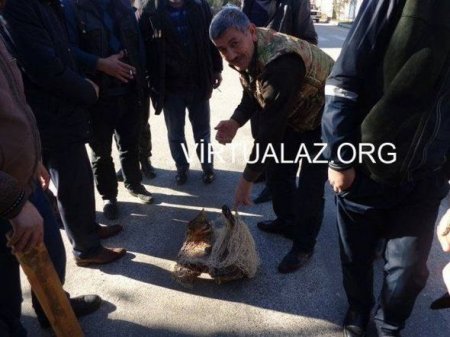 Salyanın mərkəzində vaşaq tutuldu