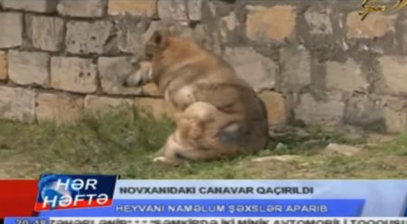 Bakıda canavar peyda oldu, başına məftil bağlayıb oğurladılar