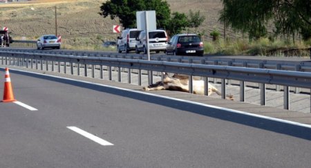 Azərbaycanda inəyə görə zəncirvari qəza - 3 nəfər yaralandı