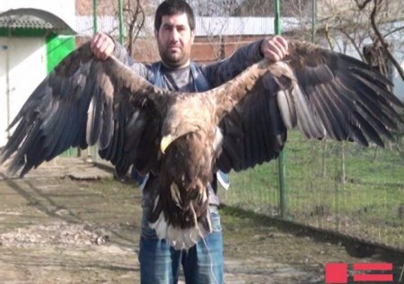 Masallıda nəhəng qartal tutuldu: Yaralı imiş...