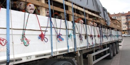 Tarixin ən böyük oğurluğu: 17 min iribuynuzlu heyvanı apardılar