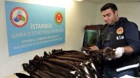 Azərbaycanlı ər-arvad 200 ədəd porsuq dərisi ilə yaxalandı