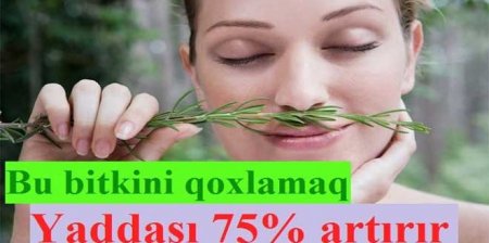 Möcüzə əlinizin altındadır: Bu bitki yaddaşı 75 faizə qədər gücləndirir