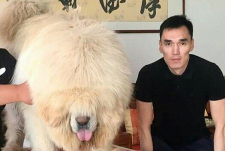 Bakıda 250 min dollara it satılır: “Biri villa ilə barter təklif etdi, tibetli razılaşmadı...”