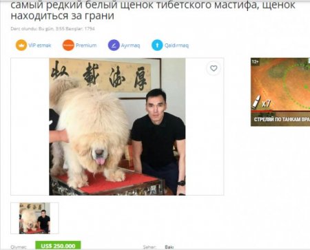 Bakıda 250 min dollara it satılır: “Biri villa ilə barter təklif etdi, tibetli razılaşmadı...”