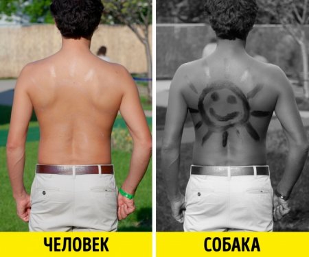 İtlər bizim görə bilmədiklərimizi görürlər: Alimlər səbəbini açıqladılar!