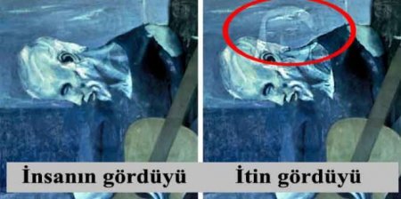 İtlər bizim görə bilmədiklərimizi görürlər: Alimlər səbəbini açıqladılar!