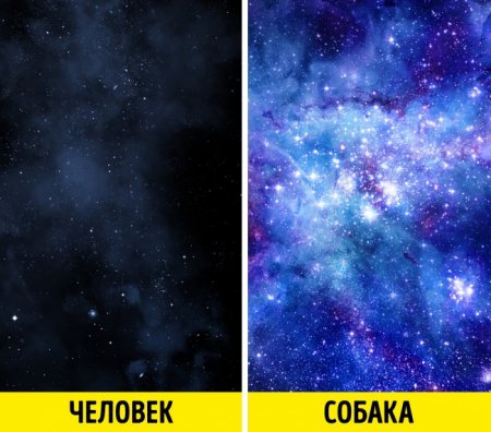İtlər bizim görə bilmədiklərimizi görürlər: Alimlər səbəbini açıqladılar!