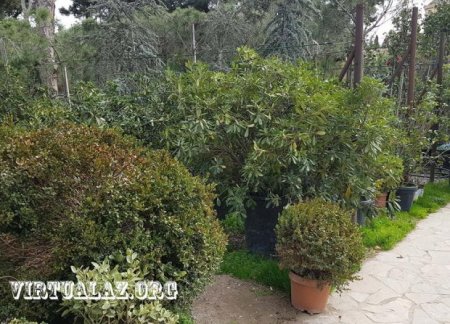 Bakıda 10-20 min manatlıq ağaclar alıb "cənnət bağları" salanlar hara yoxa çıxıb...