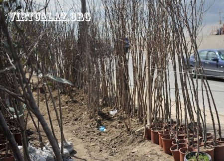 Bakıda 10-20 min manatlıq ağaclar alıb "cənnət bağları" salanlar hara yoxa çıxıb...