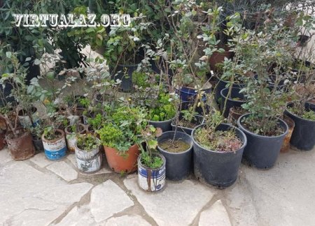 Bakıda 10-20 min manatlıq ağaclar alıb "cənnət bağları" salanlar hara yoxa çıxıb...