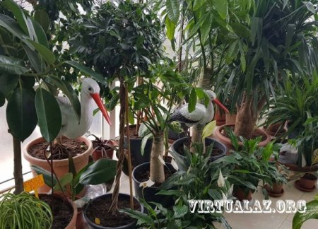 Bakıda 10-20 min manatlıq ağaclar alıb "cənnət bağları" salanlar hara yoxa çıxıb...
