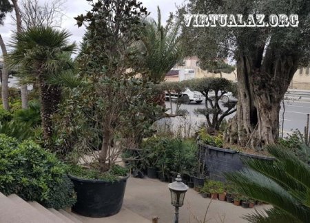 Bakıda 10-20 min manatlıq ağaclar alıb "cənnət bağları" salanlar hara yoxa çıxıb...