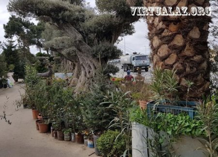 Bakıda 10-20 min manatlıq ağaclar alıb "cənnət bağları" salanlar hara yoxa çıxıb...