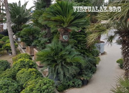 Bakıda 10-20 min manatlıq ağaclar alıb "cənnət bağları" salanlar hara yoxa çıxıb...