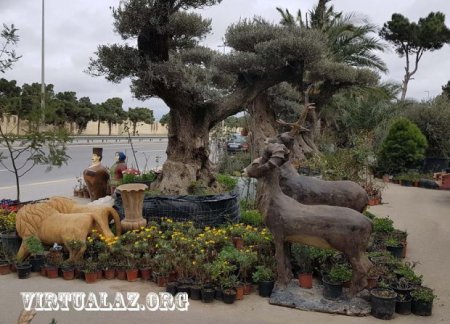 Bakıda 10-20 min manatlıq ağaclar alıb "cənnət bağları" salanlar hara yoxa çıxıb...