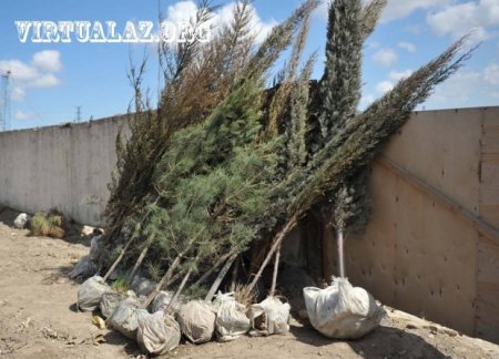 Bakıda 10-20 min manatlıq ağaclar alıb "cənnət bağları" salanlar hara yoxa çıxıb...