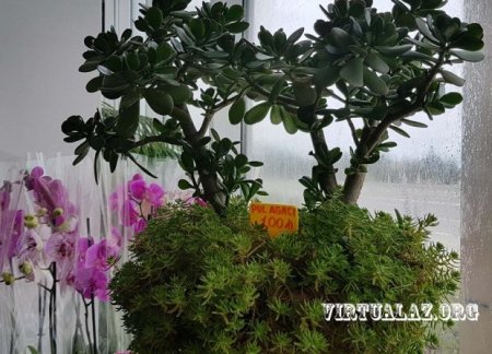Bakıda 10-20 min manatlıq ağaclar alıb "cənnət bağları" salanlar hara yoxa çıxıb...