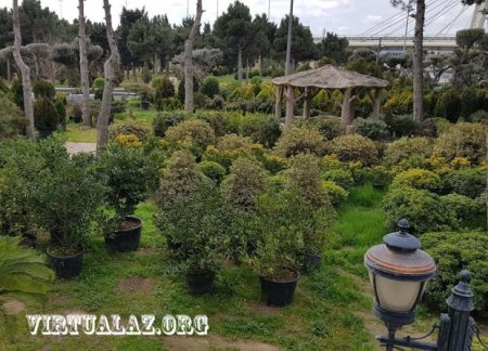 Bakıda 10-20 min manatlıq ağaclar alıb 